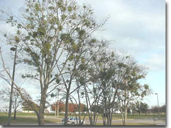 T3 - Mistletoe 01 T3 - Mistletoe 01